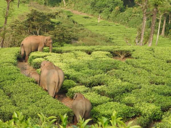 Meghamalai Wildlife Sanctuary